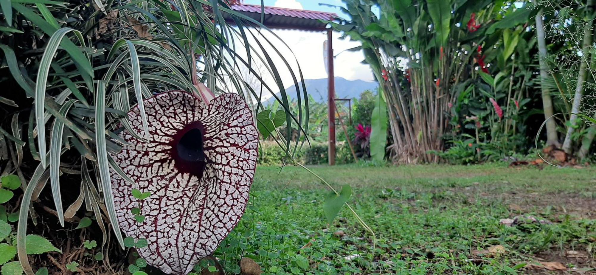 Jardin Entre Montanas Bijagua Exterior foto